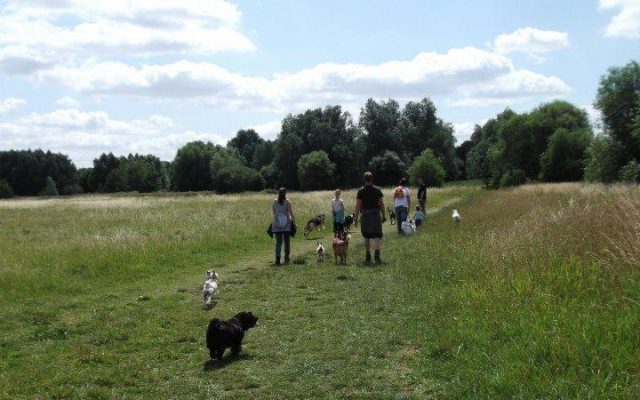 St Neots - Weekly Walk Dog walk in Cambridgeshire