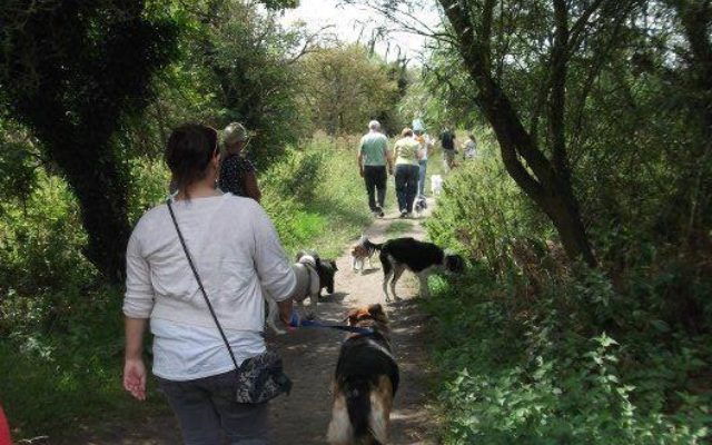 St Neots - Weekly Walk Dog walk in Cambridgeshire