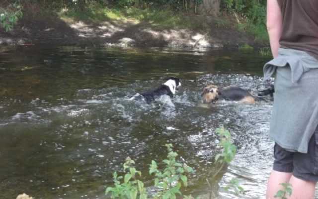 St Neots - Weekly Walk Dog walk in Cambridgeshire