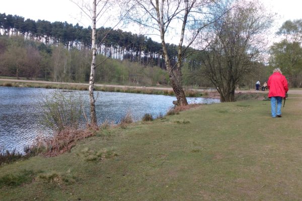 Birches Valley Cannock Chasephoto