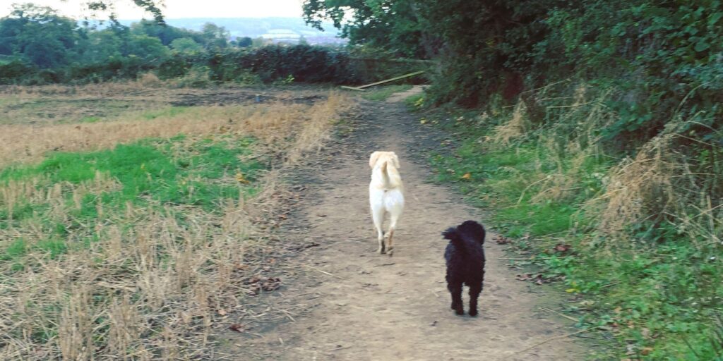 Dog walk at Birds Marsh · Wiltshire · Walkiees