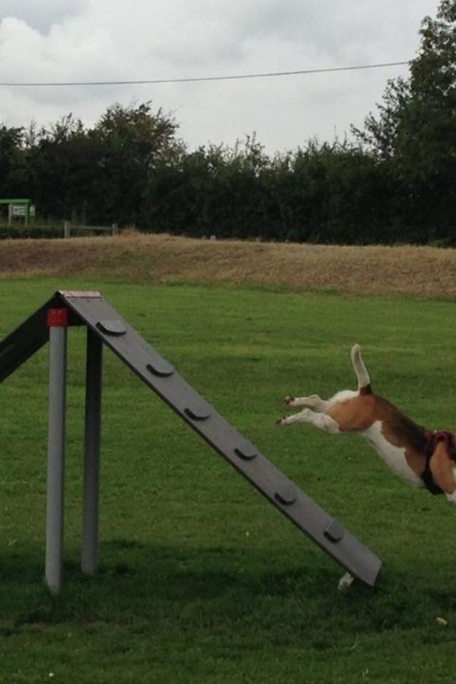 Dog walk at Stortford Southern Country Park Dog Agility Walk · Hertfordshire · Walkiees