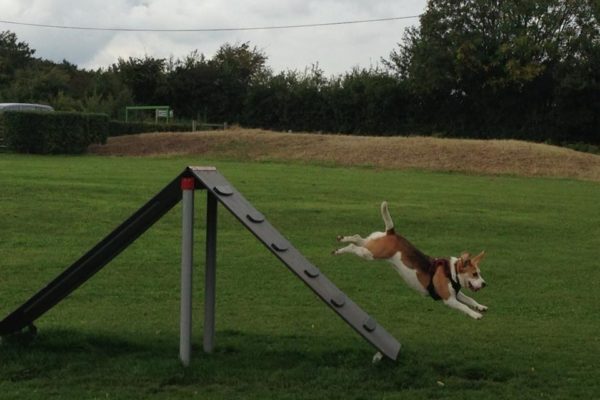 Bishops Stortford Southern Country Park Dog Agility Walkphoto