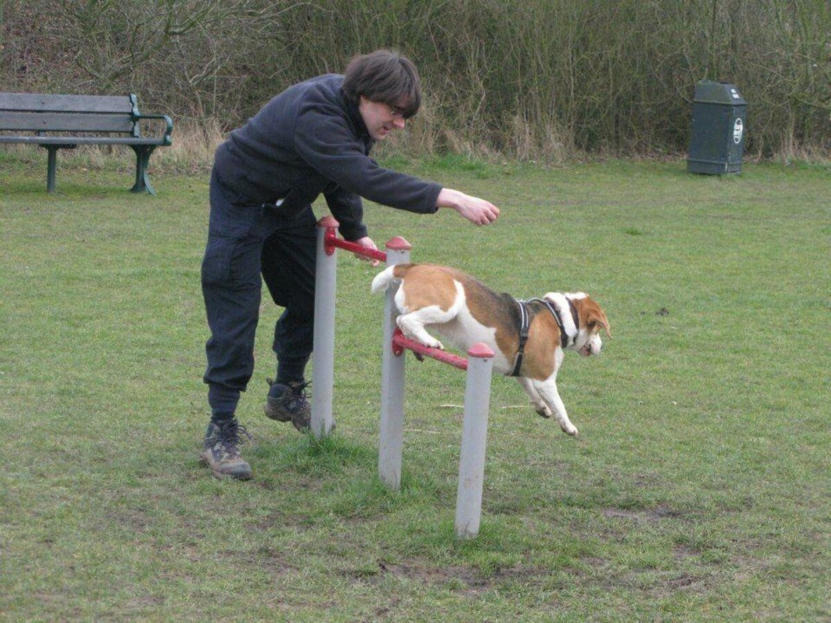 Bishops Stortford Southern Country Park Dog Agility Walk large photo 2