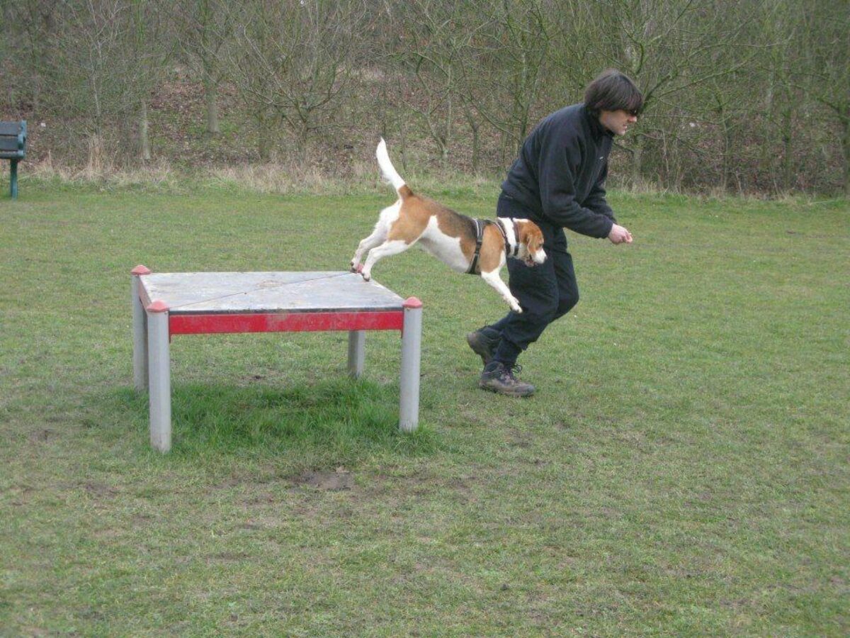 Bishops Stortford Southern Country Park Dog Agility Walk large photo 3