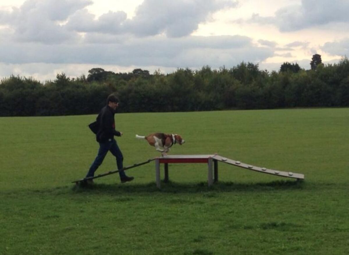 Bishops Stortford Southern Country Park Dog Agility Walk large photo 4