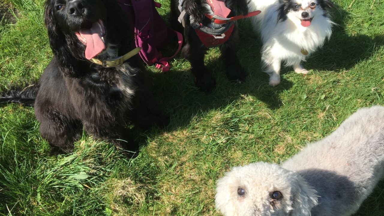 Dog walks in Somerset · Walkiees