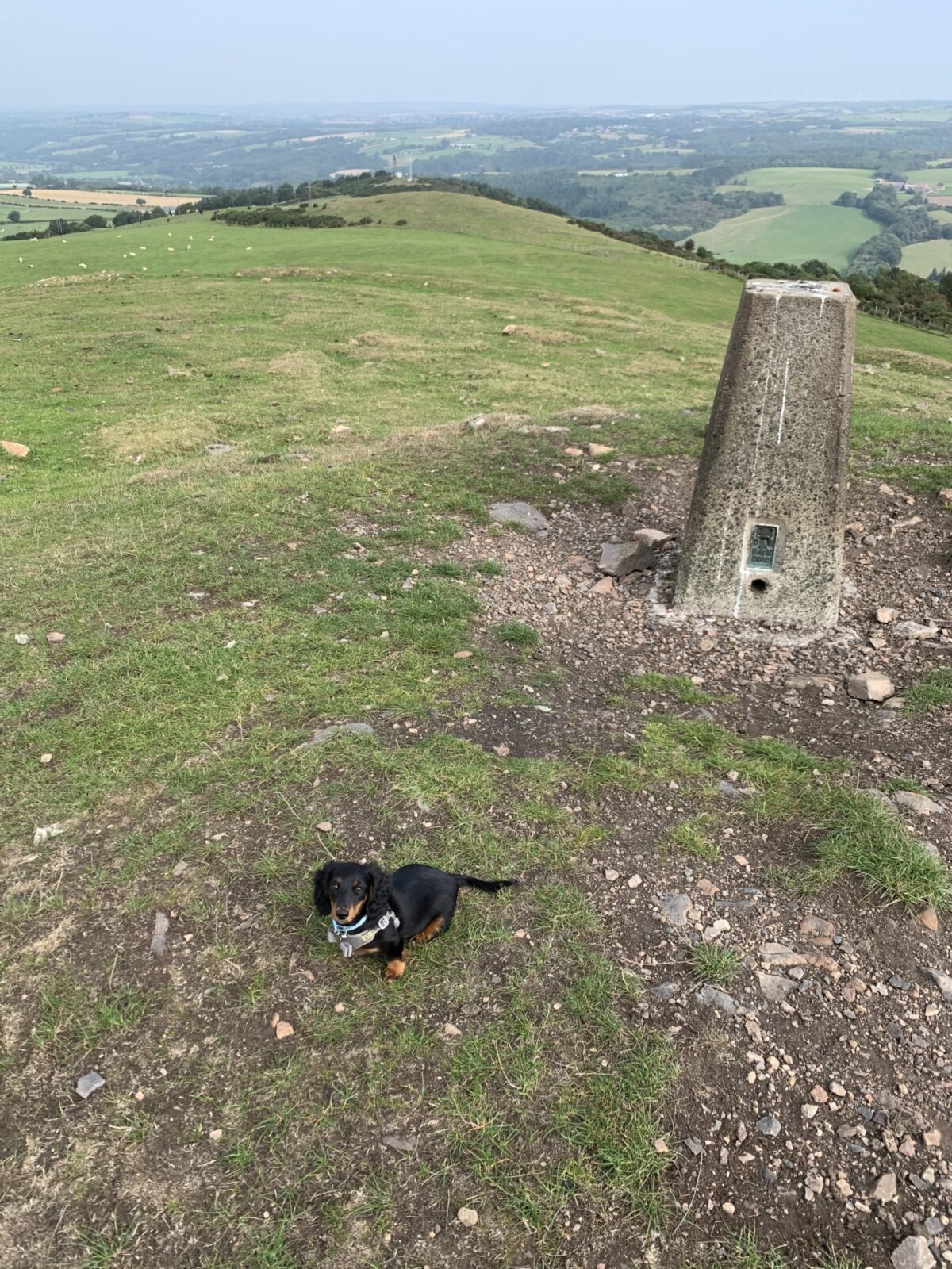 Black Hill large photo 7