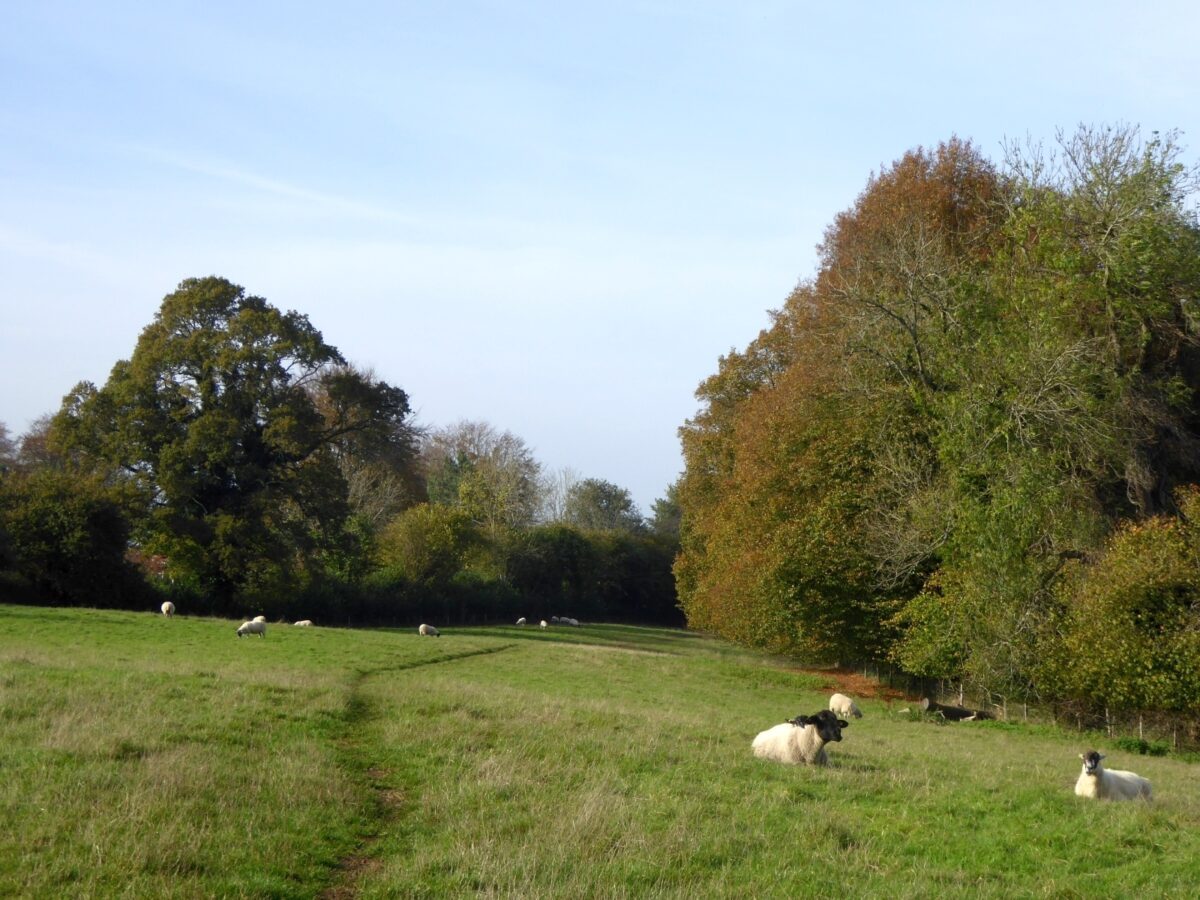 Blackmoor Copse large photo 1