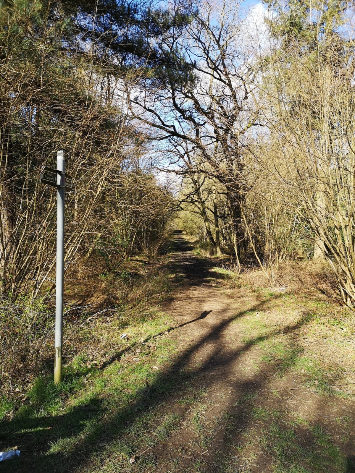 Bourne Woods large photo 4