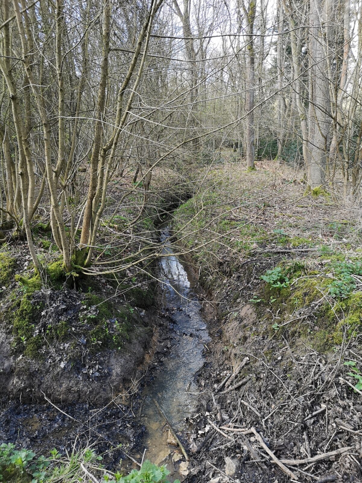 Bourne Woods large photo 2