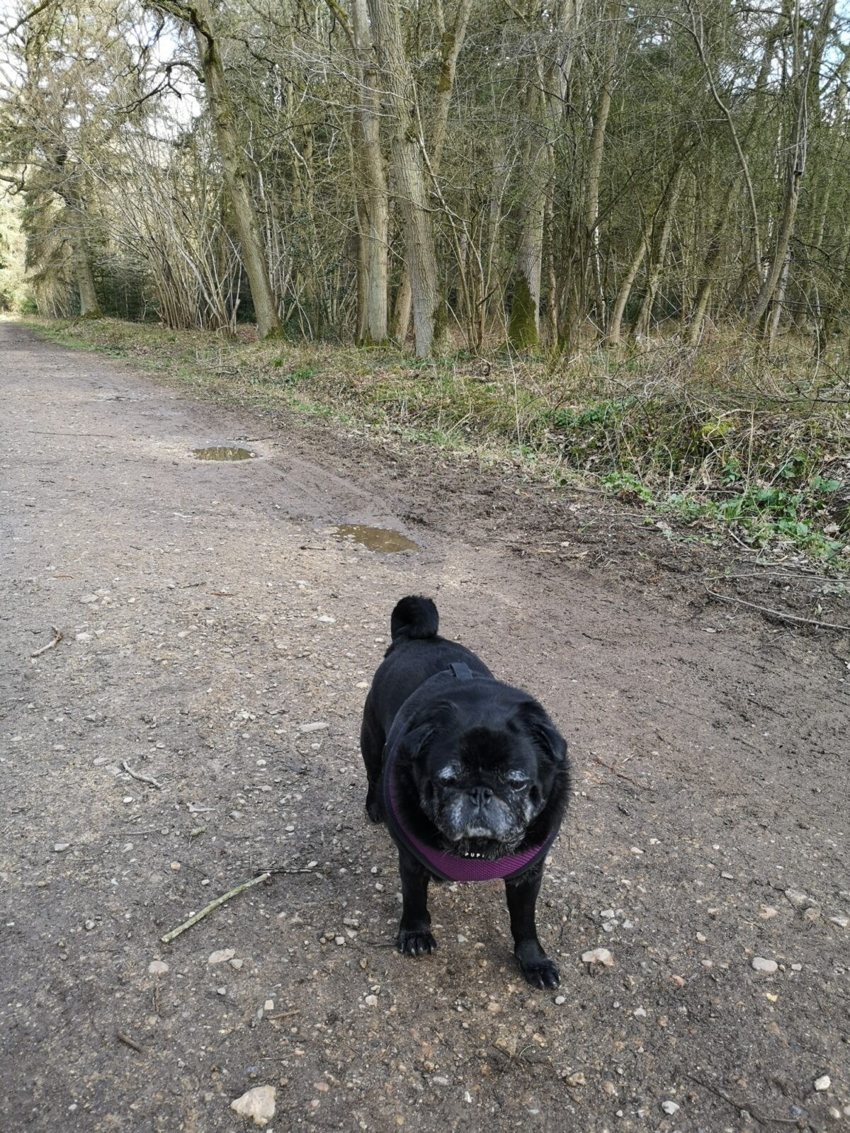 Bourne Woods large photo 3