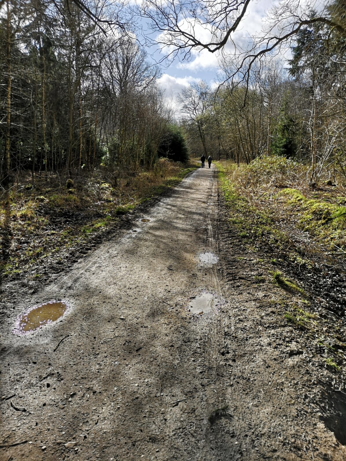 Bourne Woods large photo 8