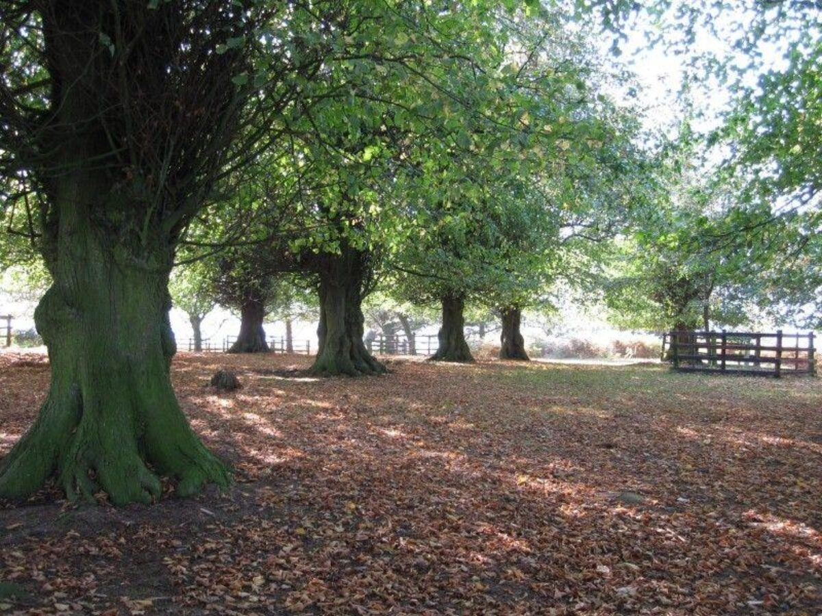 Bradgate Park large photo 5