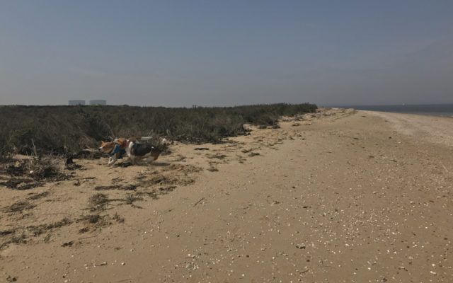 Bradwell Beach Dog walk in Essex