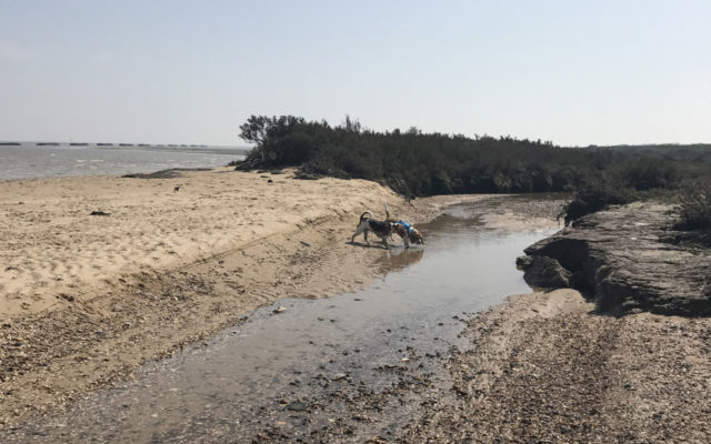 Bradwell Beach Dog walk in Essex