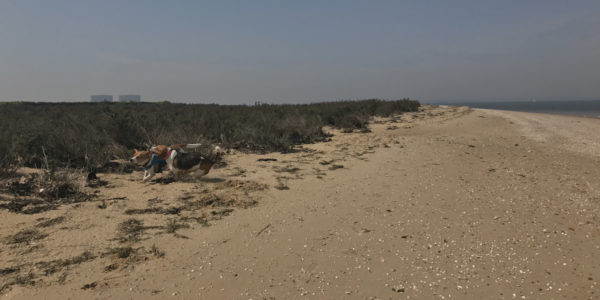 Bradwell Beach