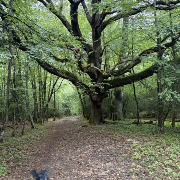 Bramble Hill Walk photo 3