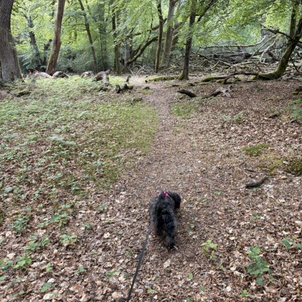 Bramble Hill Walk photo 2