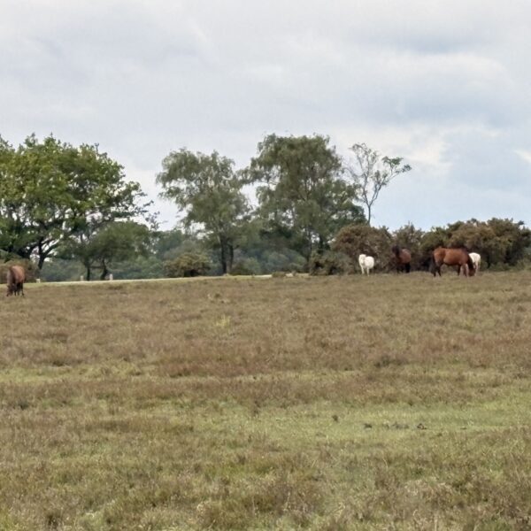 Bramble Hill Walk photo 1