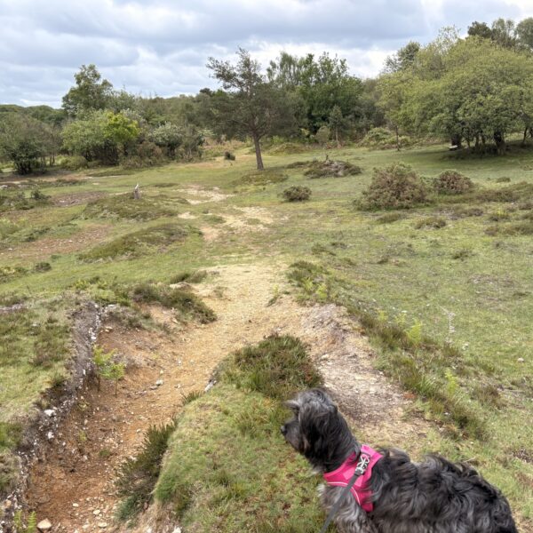 Bramble Hill Walk photo 4