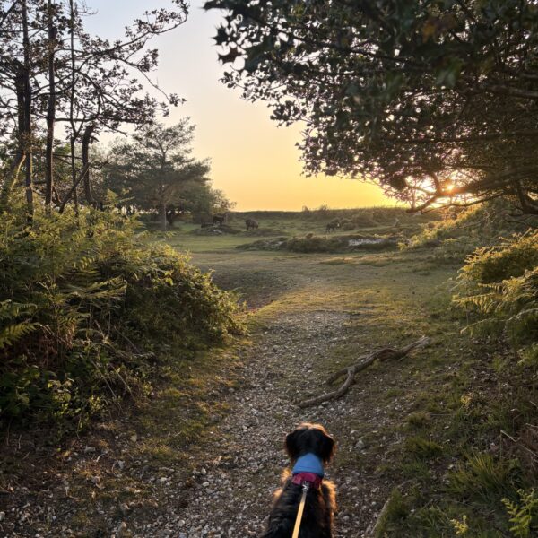 Bramble Hill Walk photo 6