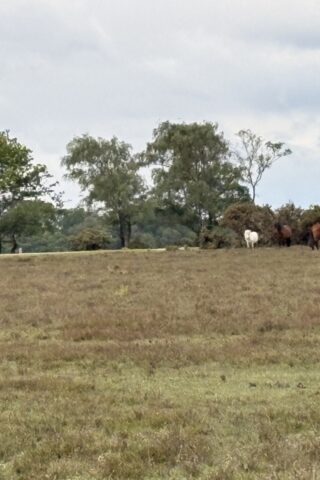 Dog walk at Bramble Hill Walk photo