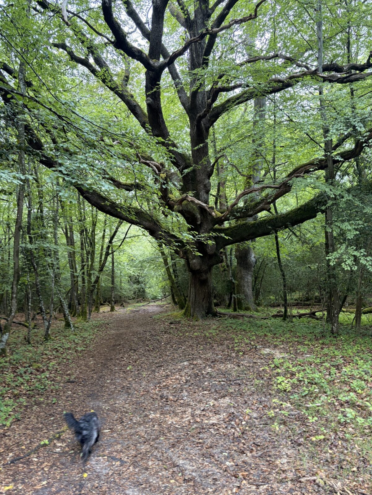 Bramble Hill Walk large photo 3