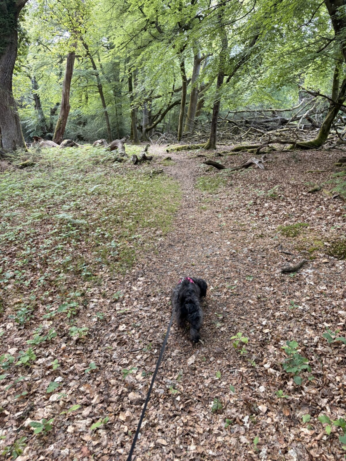 Bramble Hill Walk large photo 2