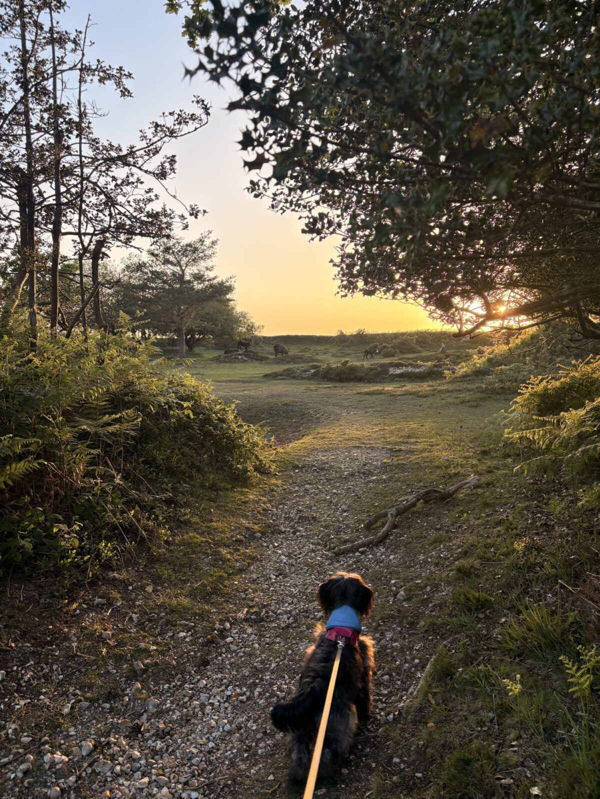 Bramble Hill Walk large photo 6