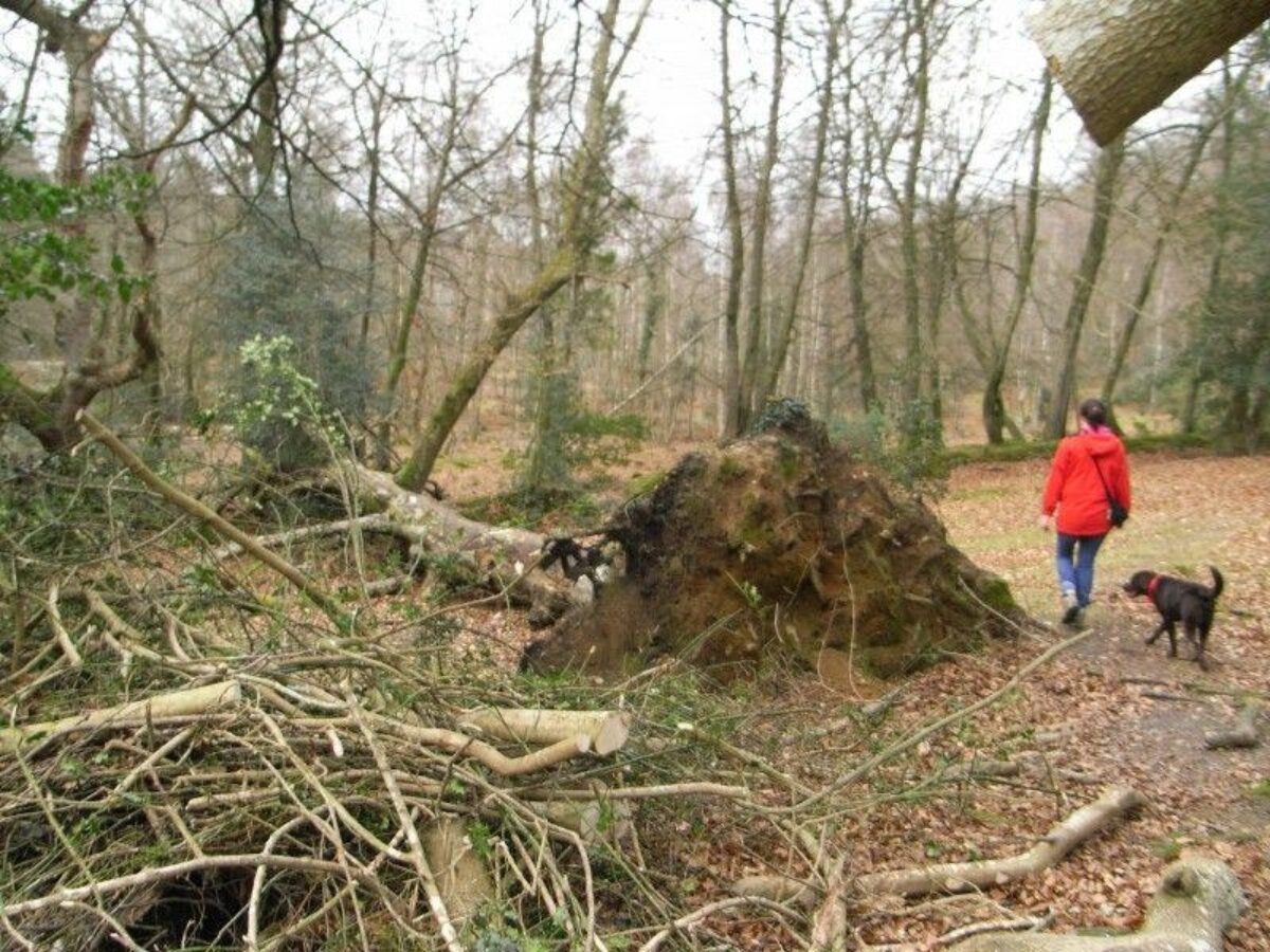 Bramshaw Woods (New Forest) large photo 3