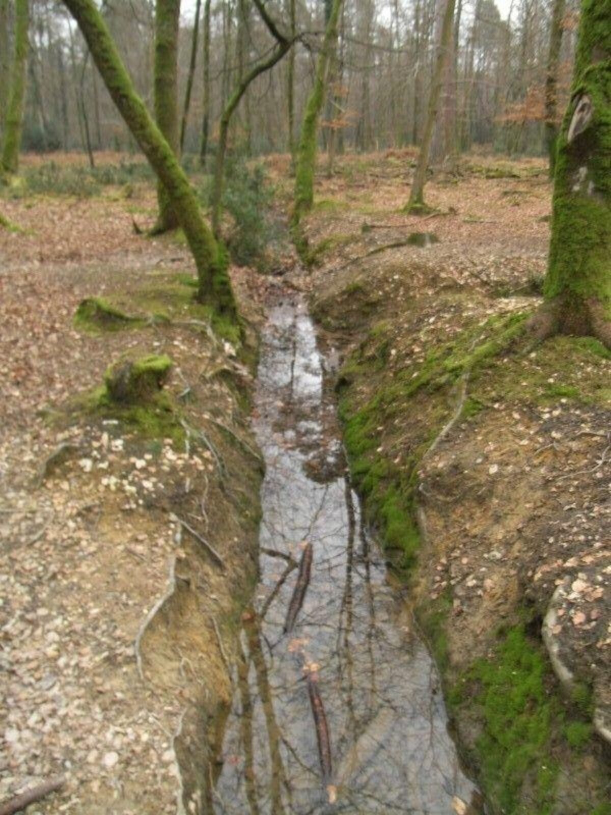 Bramshaw Woods (New Forest) large photo 4