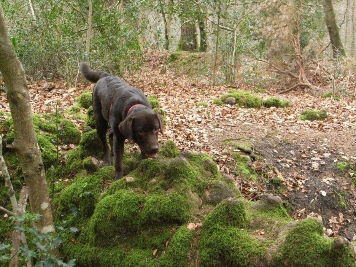 Bramshaw Woods (New Forest) large photo 5