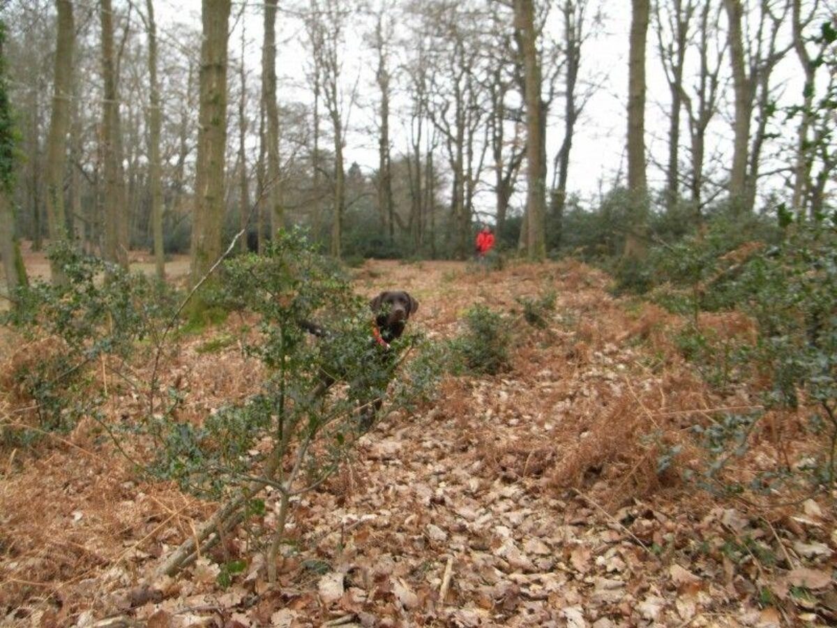 Bramshaw Woods (New Forest) large photo 8