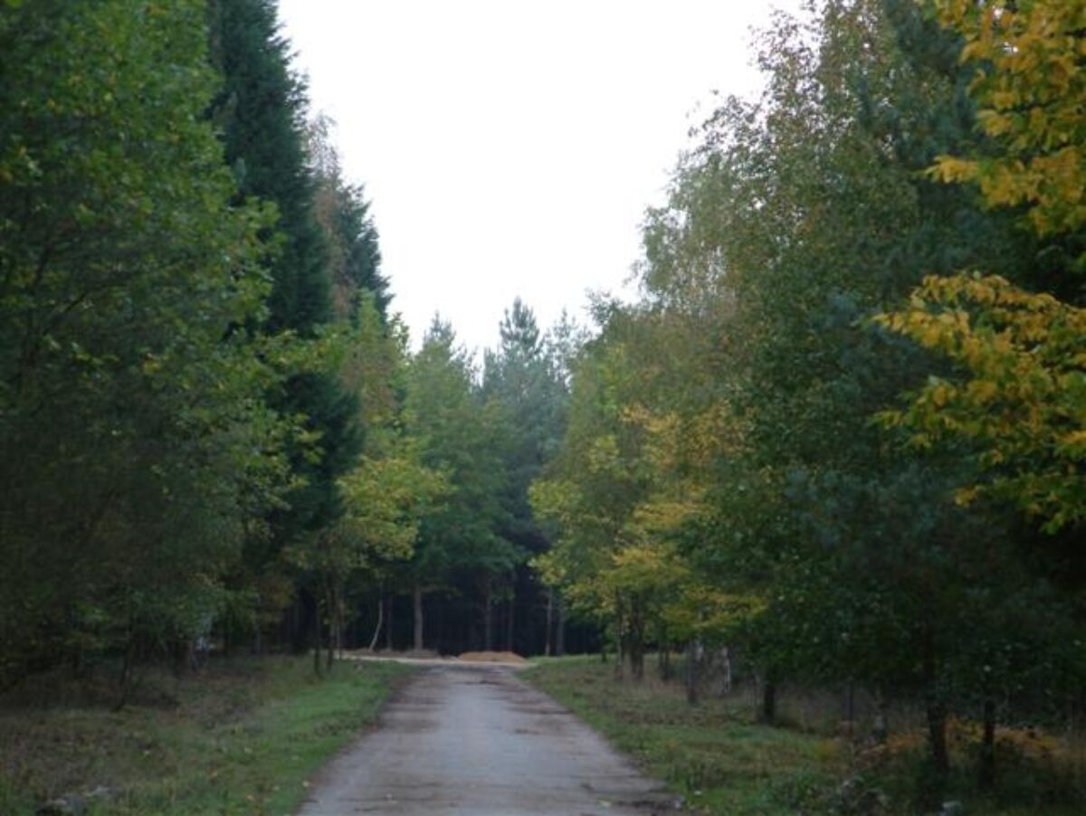 Bramshill Wood Common large photo 1