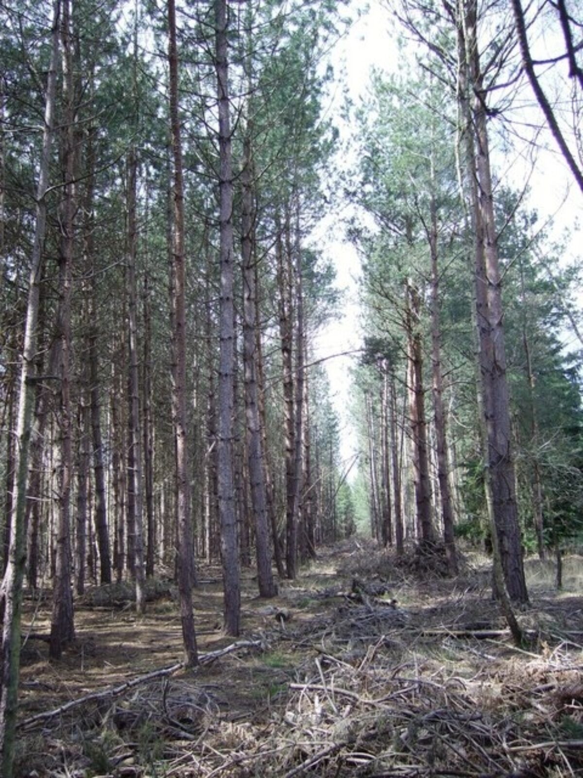 Bramshill Wood Common large photo 3