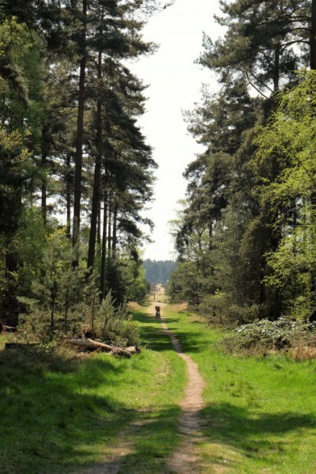 Dog walk at Brandon Country Park · Suffolk (West) · Walkiees Dog walk at Brandon Country Park · Suffolk (West) · Walkiees