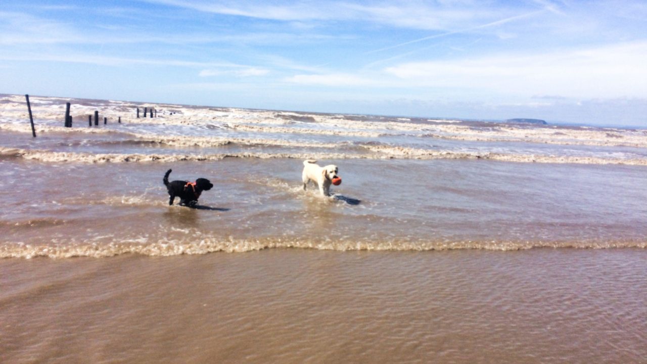 Dog walks in Somerset · Walkiees