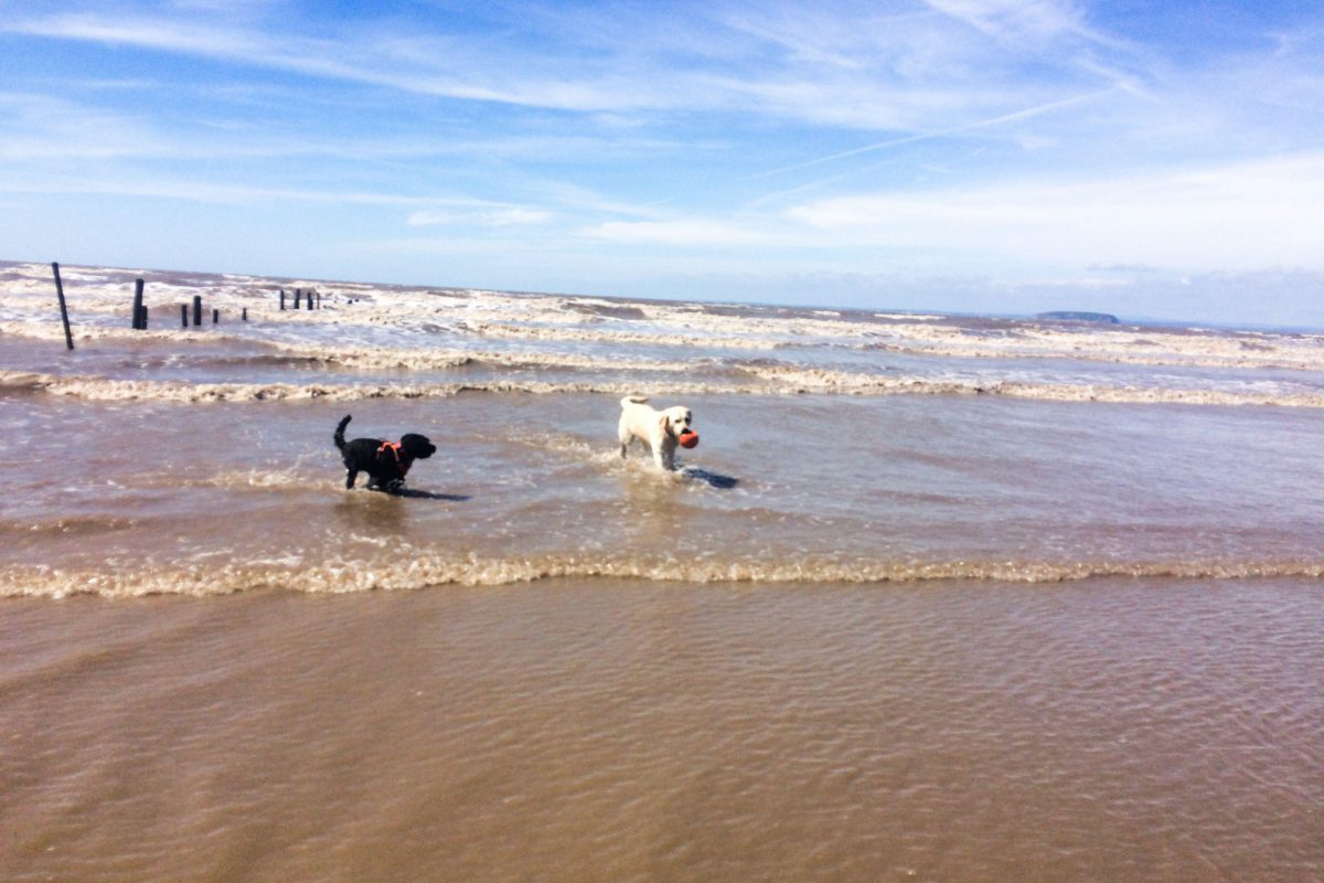 Dog walk at Brean Beach · Somerset · Walkiees