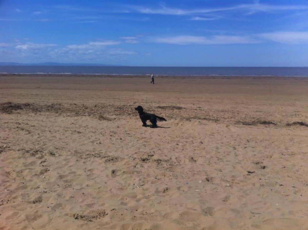 is burnham beach dog friendly