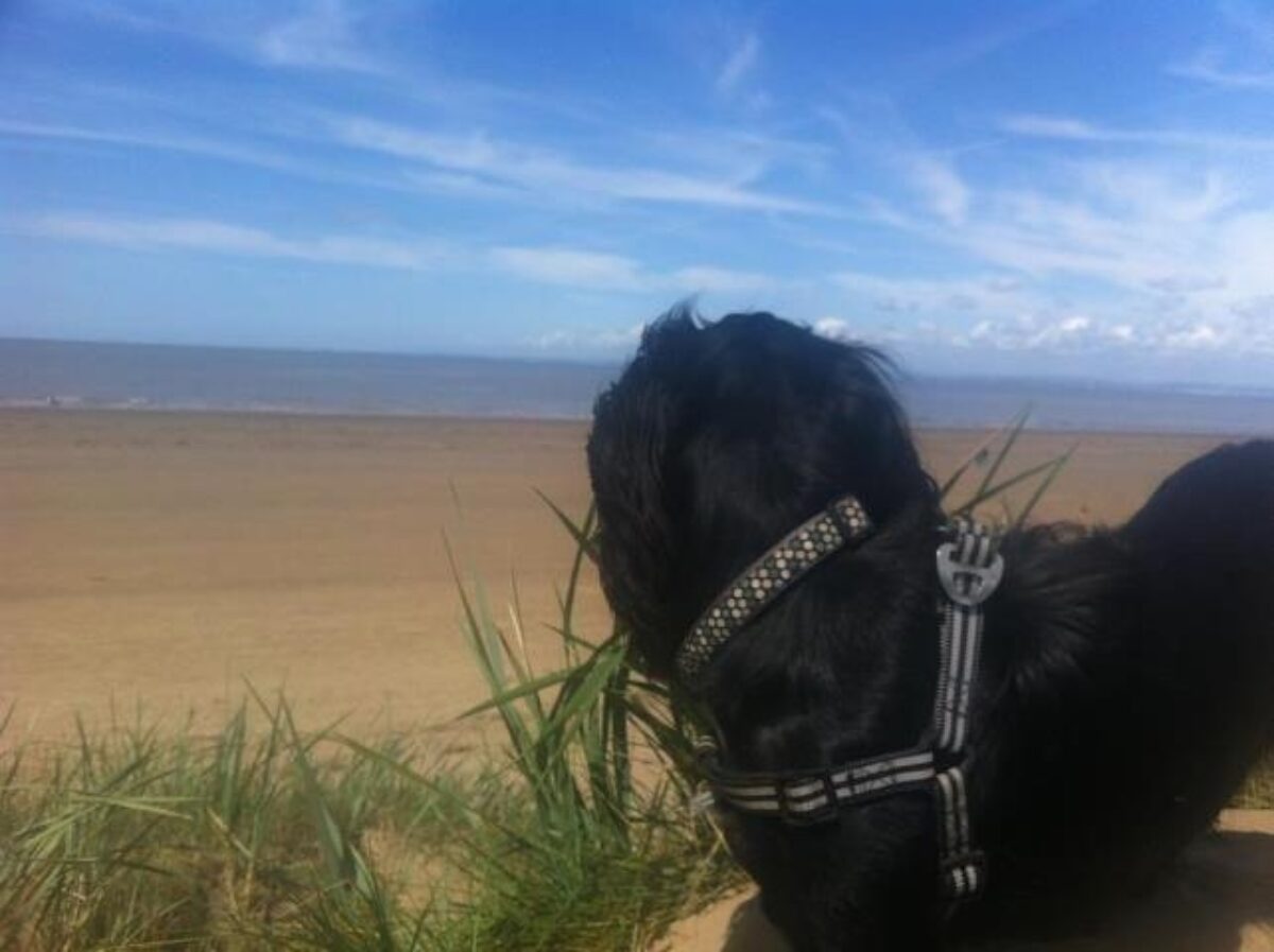 is burnham beach dog friendly