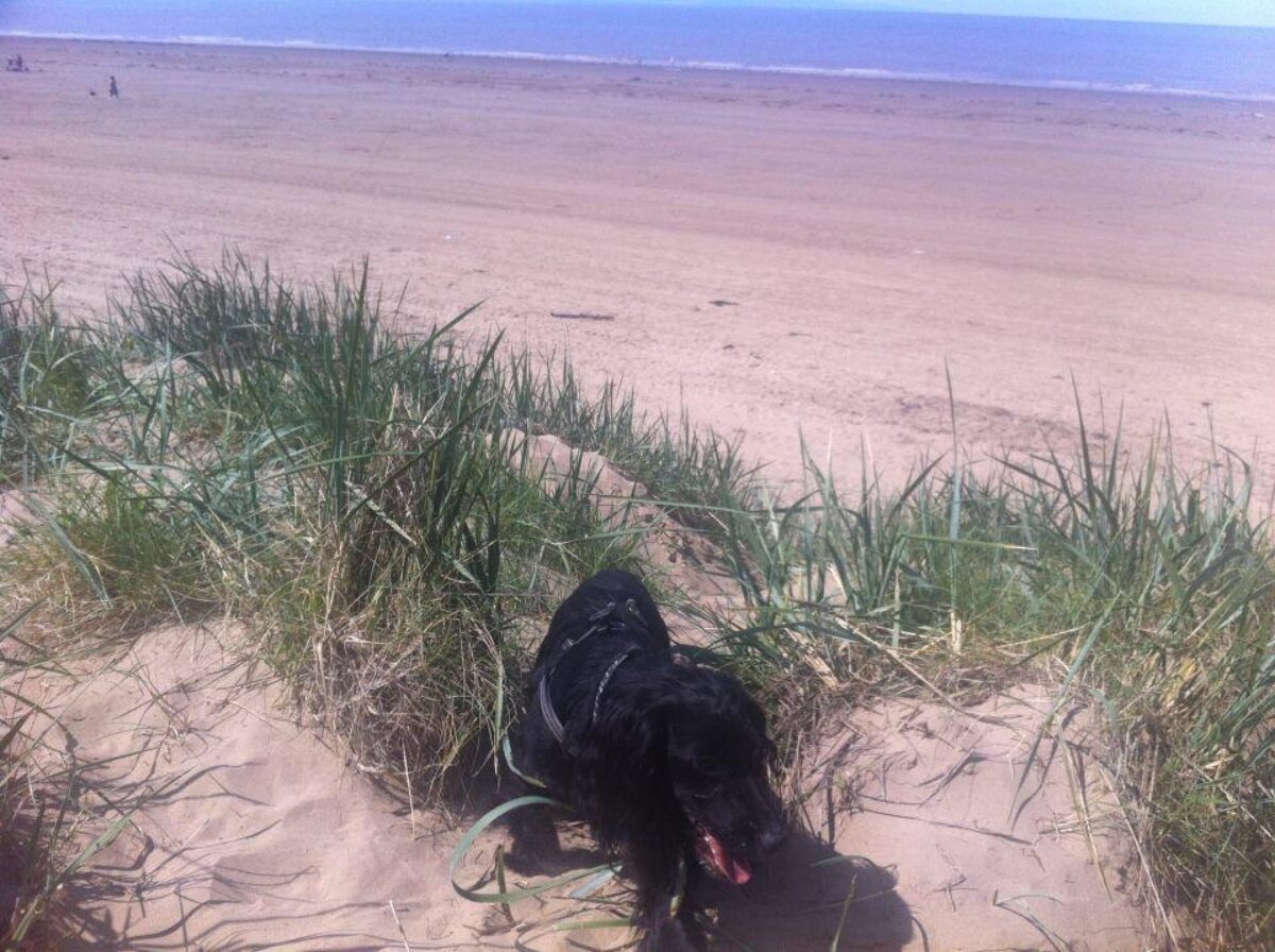 is burnham beach dog friendly