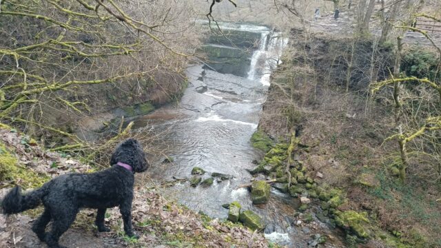 Dog walk at Brecon 4 Waterfalls