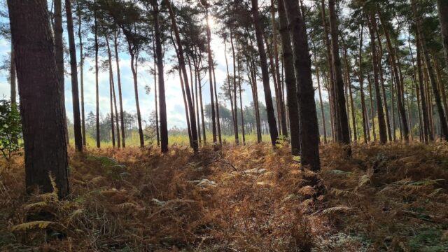 Dog walk at Broadland Country Park