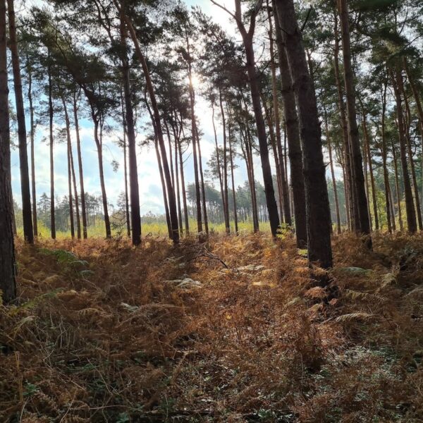 Broadland Country Park photo 1