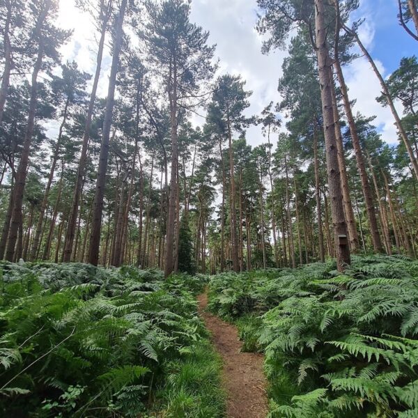 Broadland Country Park photo 2