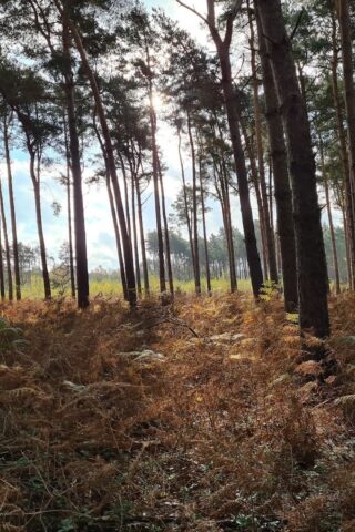 Dog walk at Broadland Country Park photo