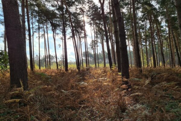 Broadland Country Parkphoto