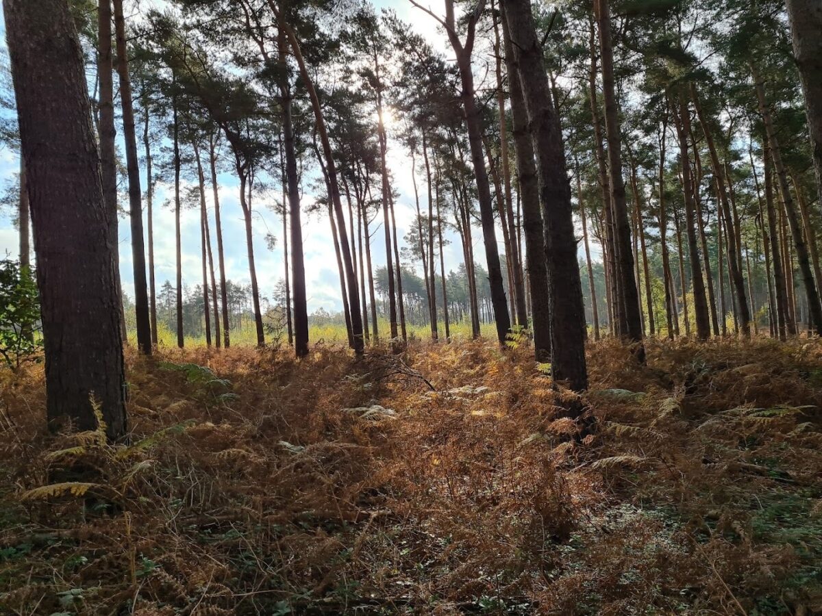 Broadland Country Park large photo 1