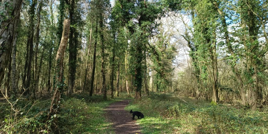 Dog walk at Brook near Stockbridge · Hampshire · Walkiees